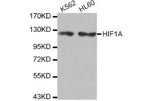 Western blot analysis of extracts of various cell lines, using HIF1A antibody (ABIN2968869). (HIF1A antibody)