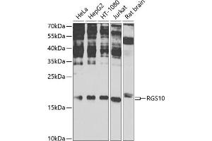 Western blot analysis of extracts of various cell lines, using RGS10 antibody (ABIN6131984, ABIN6146912, ABIN6146913 and ABIN6225281) at 1:1000 dilution. (RGS10 antibody  (AA 1-181))