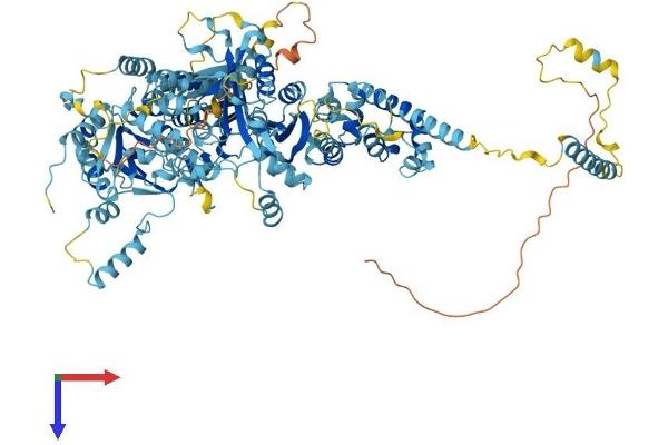 NAT10 Protein (AA 1-1024) (His tag)
