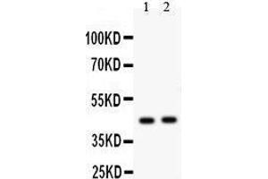 Western Blotting (WB) image for anti-E2F Transcription Factor 4, P107/p130-Binding (E2F4) (AA 228-243), (Middle Region) antibody (ABIN3042866)