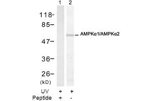 Image no. 2 for anti-Protein Kinase, AMP-Activated, alpha 1 Catalytic Subunit (PRKAA1) (Thr174) antibody (ABIN197410) (PRKAA1 antibody  (Thr174))