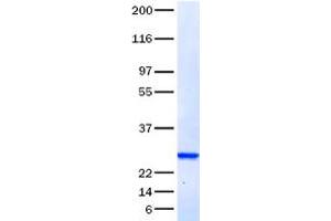 Validation with Western Blot (FGF9 Protein)