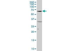 SYK MaxPab polyclonal antibody. (SYK antibody  (AA 1-635))