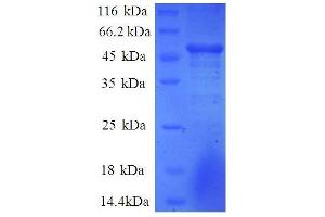 COMM Domain Containing 4 (COMMD4) (AA 1-195), (partial) protein (GST tag) (COMMD4 Protein (AA 1-195, partial) (GST tag))