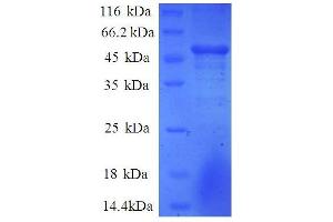 COMM Domain Containing 4 (COMMD4) (AA 1-195), (partial) protein (GST tag)