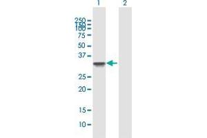 Western Blot analysis of RNF32 expression in transfected 293T cell line by RNF32 MaxPab polyclonal antibody. (RNF32 antibody  (AA 1-235))