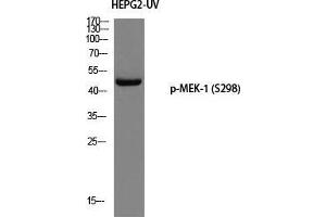 Western Blot (WB) analysis of HepG2-UV using p-MEK-1 (S298) antibody. (MEK1 antibody  (pSer298))