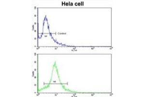 Flow Cytometry (FACS) image for anti-Eukaryotic Translation Initiation Factor 3 Subunit H (EIF3H) antibody (ABIN3002723) (EIF3H antibody)
