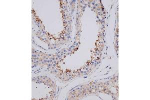 Immunohistochemical analysis of (ABIN655753 and ABIN2845197) on paraffin-embedded human testis tissue was performed on the Leica®BOND RXm. (VSIG8 antibody  (C-Term))