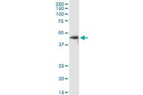 SDSL anticorps  (AA 1-329)