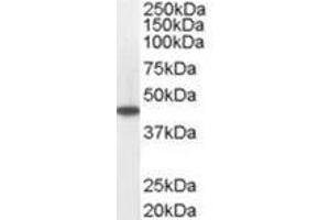 Image no. 1 for anti-Medium-Chain Specific Acyl-CoA Dehydrogenase, Mitochondrial (C-Term) antibody (ABIN374273) (Medium-Chain Specific Acyl-CoA Dehydrogenase, Mitochondrial (C-Term) antibody)