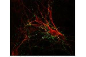 Image no. 3 for anti-Synapsin I (SYN1) antibody (ABIN305714) (SYN1 antibody)