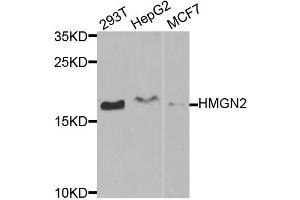 Western blot analysis of extracts of various cell lines, using HMGN2 antibody (ABIN1877142) at 1:1000 dilution.