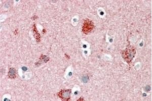 (ABIN185107) (5 μg/mL) staining of paraffin embedded Human Cortex. (STXBP1 antibody  (C-Term))