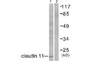 Western blot analysis of extracts from mouse brain, using Claudin 11 antibody (#C0152). (Claudin 11 antibody)