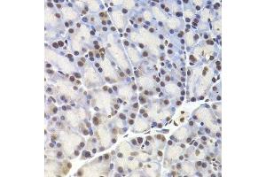 Immunohistochemistry of paraffin-embedded rat pancreas using CREB1 Antibody. (CREB1 antibody)