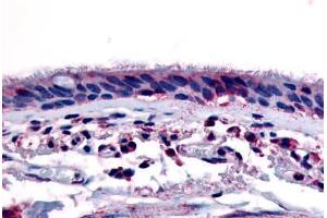 Human Respiratory Epithelium and Bronchial Smooth Muscle (formalin-fixed, paraffin-embedded) stained with AHR antibody ABIN213419 at 6 ug/ml followed by biotinylated goat anti-rabbit IgG secondary antibody ABIN481713, alkaline phosphatase-streptavidin and c . (Aryl Hydrocarbon Receptor antibody  (Internal Region))