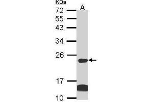 WB Image Sample (30 ug of whole cell lysate) A: Hela B: Hep G2 , 12% SDS PAGE antibody diluted at 1:1000 (CLDN14 antibody  (C-Term))