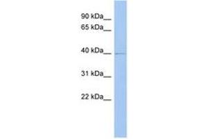 Image no. 1 for anti-Zinc Binding Alcohol Dehydrogenase Domain Containing 2 (ZADH2) (AA 71-120) antibody (ABIN6743874) (ZADH2 antibody  (AA 71-120))