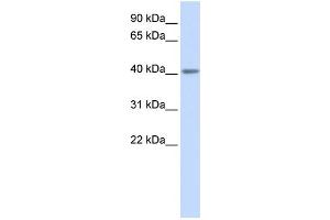 WB Suggested Anti-HTR5A Antibody Titration:  0. (Serotonin Receptor 5A antibody  (N-Term))