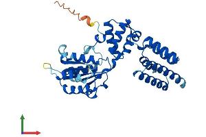 AlphaFold protein structure predicition of Human Recombinant RFC5 Protein, UniprotID P40937 (RFC5 Protein (AA 1-340) (His tag))