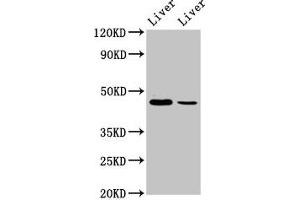 Western Blot Positive WB detected in: Mouse liver tissue, Rat liver tissue All lanes: DDB2 antibody at 4. (DDB2 antibody  (AA 1-185))