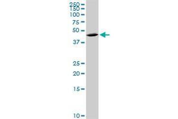 QPCT antibody  (AA 1-361)