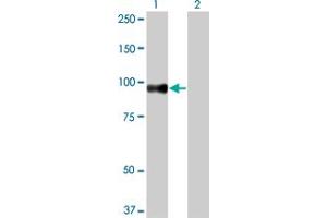 Western Blot analysis of SRPK1 expression in transfected 293T cell line by SRPK1 monoclonal antibody (M03), clone 6G9. (SRPK1 antibody  (AA 371-470))