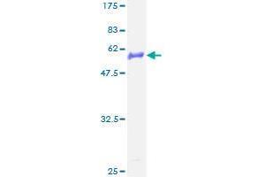 GJB4 Protein (AA 1-266) (GST tag)