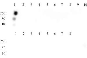 Histone H3 acetyl Lys9 mAb tested by dot blot analysis. (Histone 3 antibody  (acLys9))