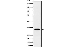Western blot analysis of NTH1 expression in 293 cell lysate.