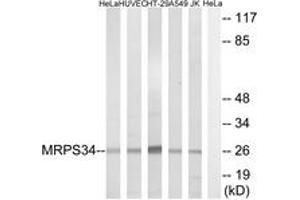 Western blot analysis of extracts from HeLa/HuvEc/HT-29/A549/Jurkat cells, using MRPS34 Antibody.
