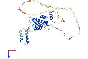 KH Domain Containing, RNA Binding, Signal Transduction Associated 3 (KHDRBS3) (AA 1-346) protein (His tag)