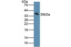 Western blot analysis of Human K562 Cells. (CD1d antibody  (AA 56-271))