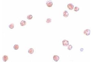 Immunohistochemistry (IHC) image for anti-NLR Family, Pyrin Domain Containing 13 (NLRP13) (N-Term) antibody (ABIN1031468) (NLRP13 antibody  (N-Term))