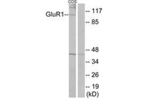 Western blot analysis of extracts from COS7 cells, using GluR1 (Ab-863) Antibody. (Glutamate Receptor 1 antibody  (AA 829-878))