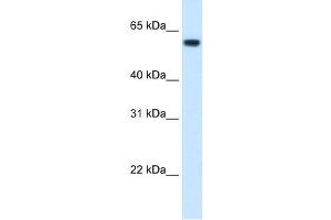 FTCD antibody used at 1. (FTCD antibody  (N-Term))