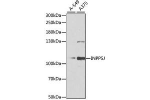 Western blot analysis of extracts of various cell lines, using INPP5J antibody (ABIN2563439) at 1:1000 dilution. (INPP5J antibody)