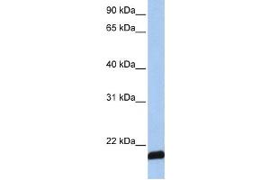 Western Blotting (WB) image for anti-ADP-Ribosylation Factor 6 (ARF6) antibody (ABIN2459781) (ARF6 antibody)