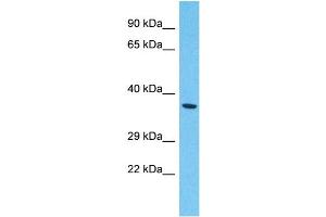 Host:  Rabbit  Target Name:  DNAJC28  Sample Type:  721_B Whole Cell lysates  Antibody Dilution:  1.