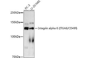 Western blot analysis of extracts of various cell lines, using Integrin alpha 6 (ITG/CD49f) antibody (ABIN7267938) at 1:1000 dilution. (ITGA6 antibody)
