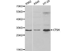 Western blot analysis of extracts of various cell lines, using CTSH antibody. (Cathepsin H antibody)