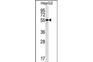 UGDH Antibody (C-term) (ABIN656544 and ABIN2845808) western blot analysis in HepG2 cell line lysates (35 μg/lane). (UGDH antibody  (C-Term))