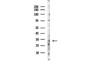 anti-serine/arginine-Rich Splicing Factor 8 (SRSF8) (Internal Region) antibody