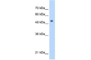 WB Suggested Anti-SERBP1 Antibody Titration:  0. (SERBP1 antibody  (Middle Region))
