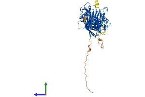 Protein Structure (PS) image for Inositol Polyphosphate-5-Phosphatase K (INPP5K) (AA 1-468) protein (His tag) (ABIN7559150)