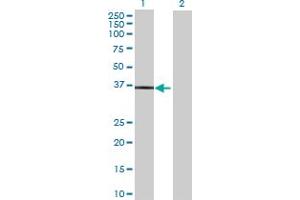 Western Blot analysis of TRUB2 expression in transfected 293T cell line by TRUB2 MaxPab polyclonal antibody. (TRUB2 antibody  (AA 1-331))