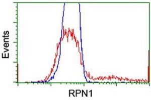 HEK293T cells transfected with either RC201554 overexpress plasmid (Red) or empty vector control plasmid (Blue) were immunostained by anti-RPN1 antibody (ABIN2455100), and then analyzed by flow cytometry. (RPN1 antibody)