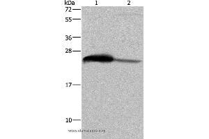 Western blot analysis of Human testis tissue and HepG2 cell, using GSTA3 Polyclonal Antibody at dilution of 1:250