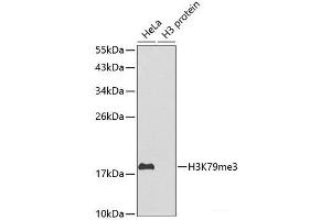 Western blot analysis of extracts of various cell lines using TriMethyl-Histone H3-K79 Polyclonal Antibody. (Histone 3 antibody  (3meLys79))